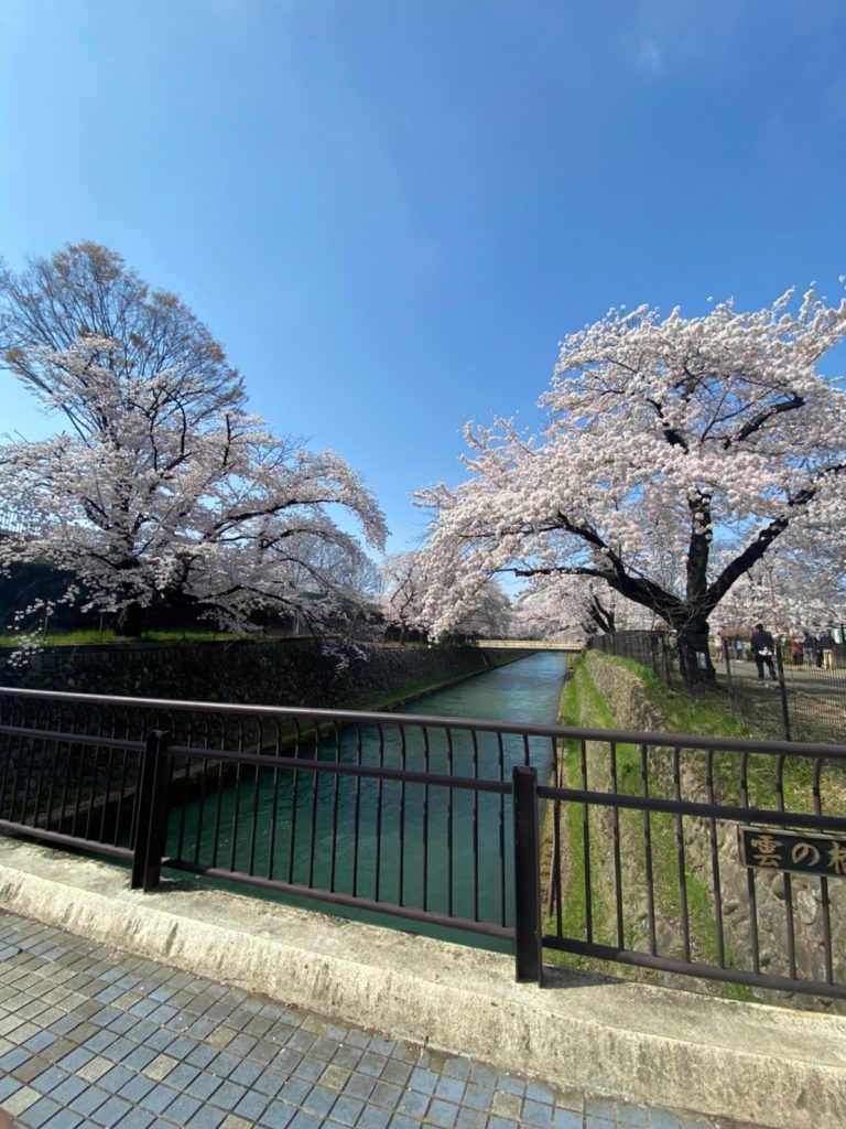 sakura