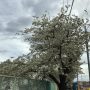 thumbnail_IMG_0201
