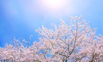 cherry-blossom_00470