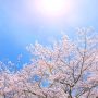 cherry-blossom_00470